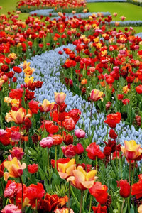 Varieties of Flower Seeds (Pack of 100)