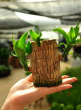 Lucky Brazil Wood Potted Plant (Toy/Tray Not Included)