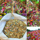 Varieties of Flower Seeds (Pack of 100)