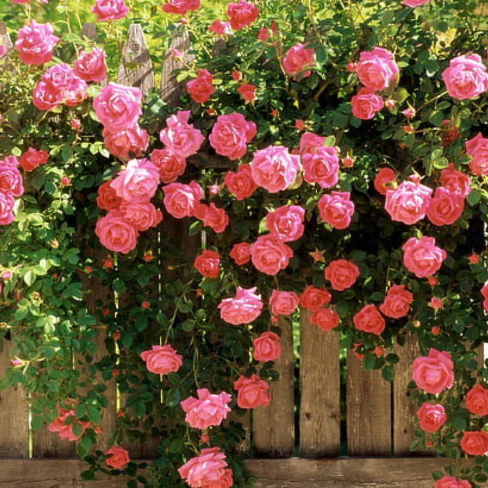 🌺Imported Premium Elegant Climbing Rose Flower Seeds