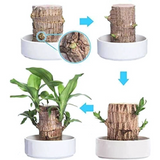 Brazilian Lucky Wood, Mini Home Plant Decorations (Pack of 2)