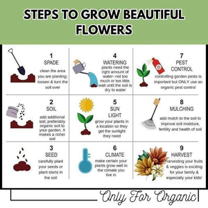 Mix Flower Seeds (Pack of 100 Seeds)