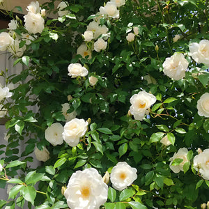 🌺Imported Premium Elegant Climbing Rose Flower Seeds