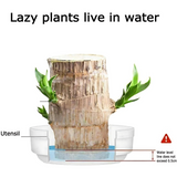 Brazilian Lucky Wood, Mini Home Plant Decorations (Pack of 2)