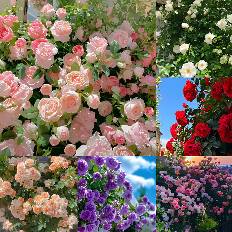 🌺Imported Premium Elegant Climbing Rose Flower Seeds