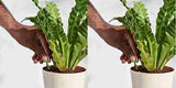 Plant Grow Fertilizer Sticks For Plants - 25 Stick Pack of 2
