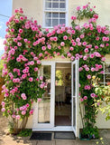 🌺Imported Premium Elegant Climbing Rose Flower Seeds