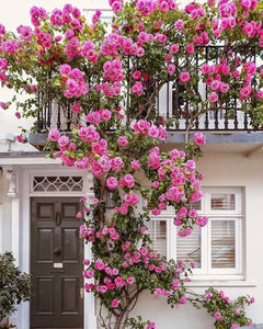 🌺Imported Premium Elegant Climbing Rose Flower Seeds