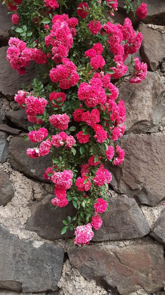 🌺Imported Premium Elegant Climbing Rose Flower Seeds