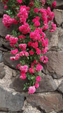 🌺Imported Premium Elegant Climbing Rose Flower Seeds
