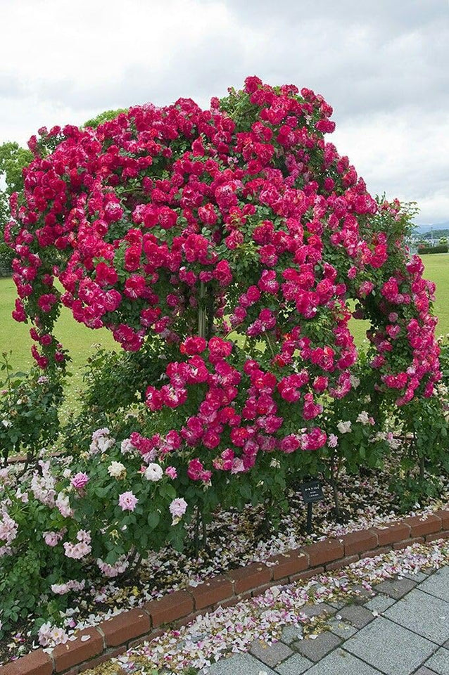 🌺Imported Premium Elegant Climbing Rose Flower Seeds