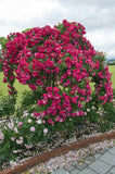 🌺Imported Premium Elegant Climbing Rose Flower Seeds