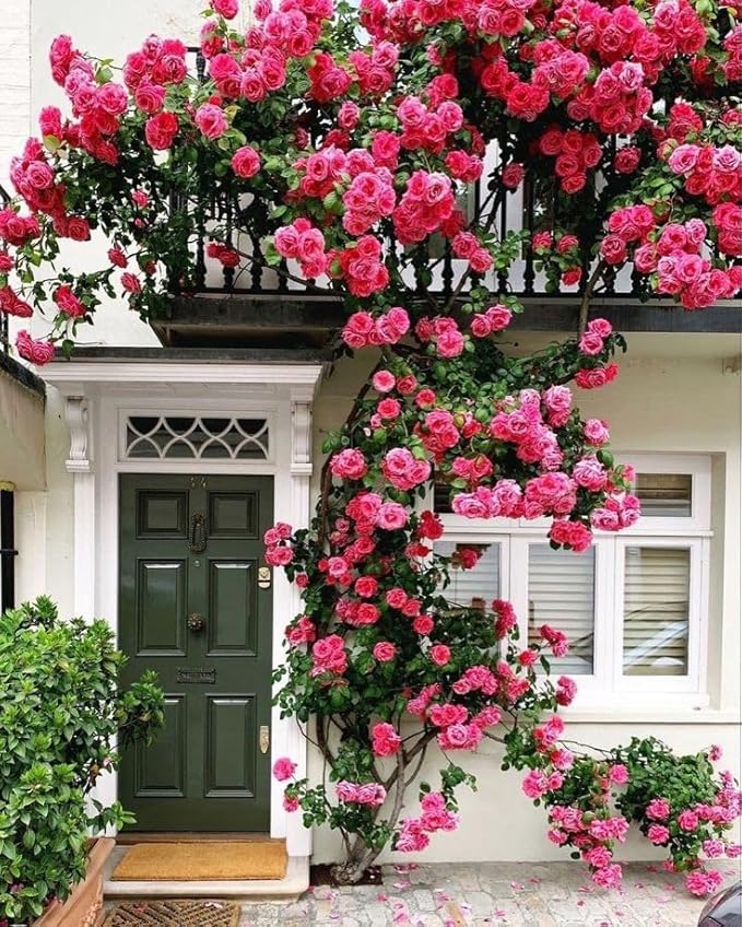 🌺Imported Premium Elegant Climbing Rose Flower Seeds