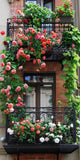 🌺Imported Premium Elegant Climbing Rose Flower Seeds