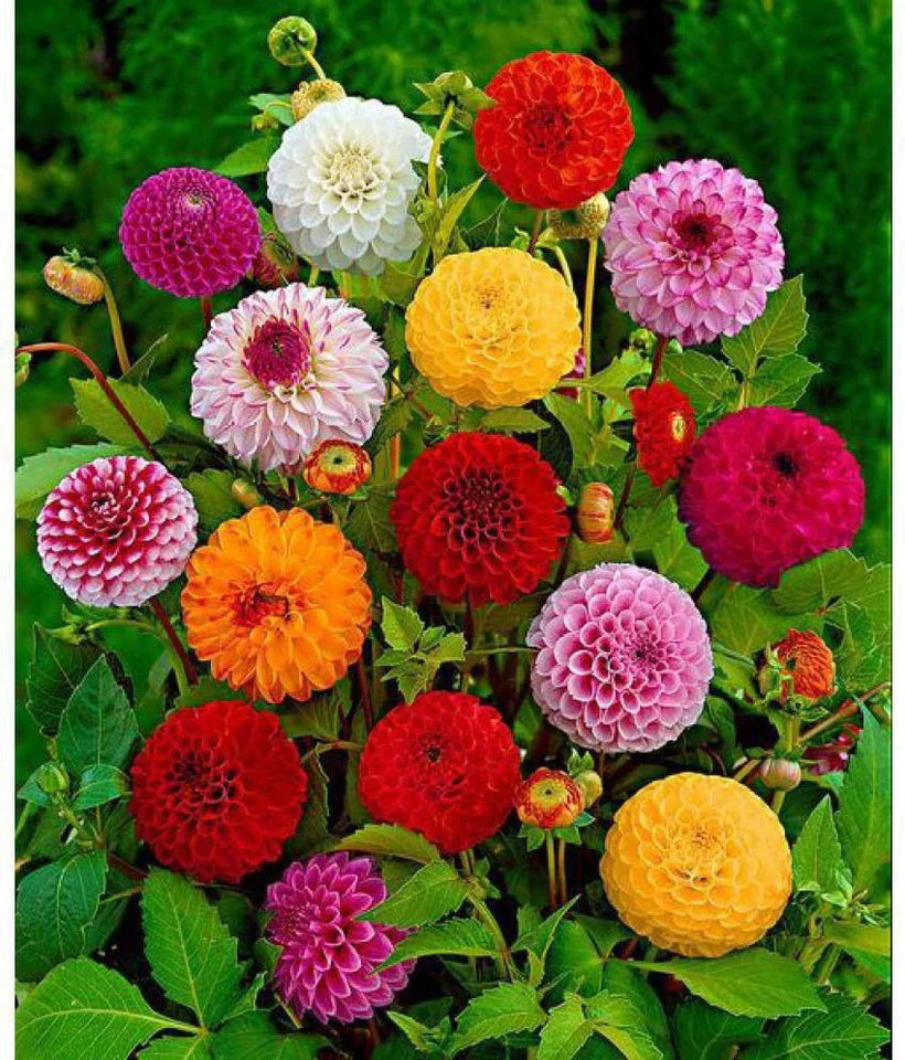 🌺Imported Premium Quality Flower Seeds (Combo Pack of 20 Different Flower)