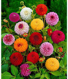 🌺Imported Premium Quality Flower Seeds (Combo Pack of 20 Different Flower)