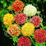 🌺Imported Premium Quality Flower Seeds (Combo Pack of 20 Different Flower)
