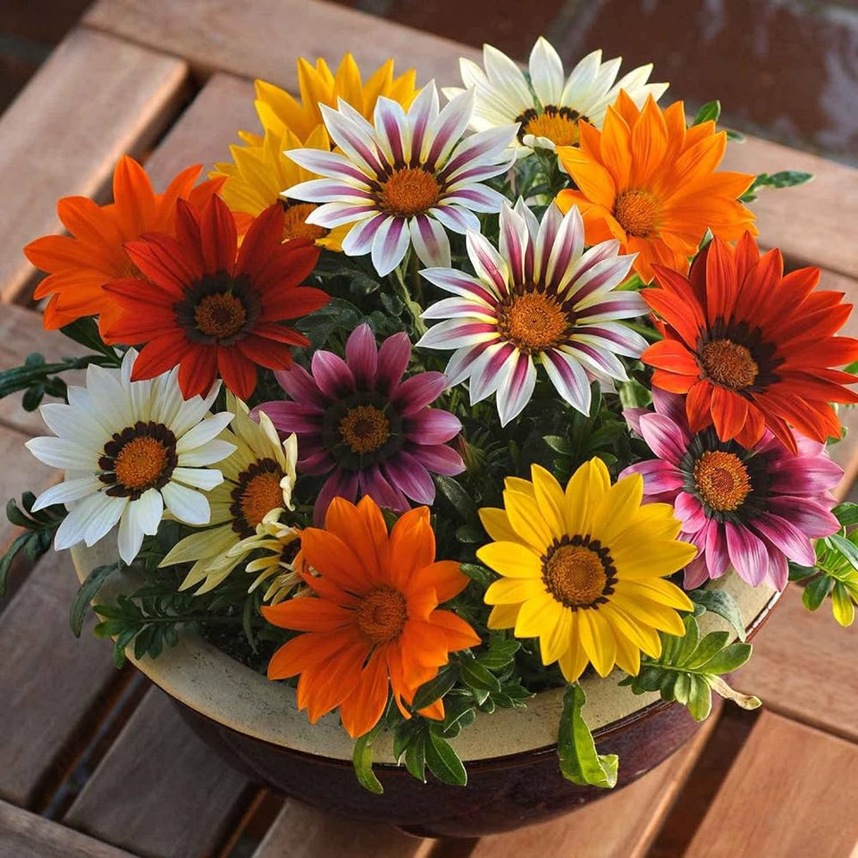 🌺Imported Premium Quality Flower Seeds (Combo Pack of 20 Different Flower)