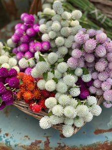 🌺Imported Premium Quality Flower Seeds (Combo Pack of 20 Different Flower)
