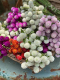 🌺Imported Premium Quality Flower Seeds (Combo Pack of 20 Different Flower)