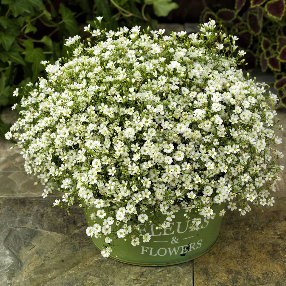 🌺Imported Premium Quality Flower Seeds (Combo Pack of 20 Different Flower)