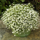 🌺Imported Premium Quality Flower Seeds (Combo Pack of 20 Different Flower)