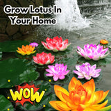 Hybrid Lotus Flower seeds | 🔥FLAT 58% OFF SALE🔥