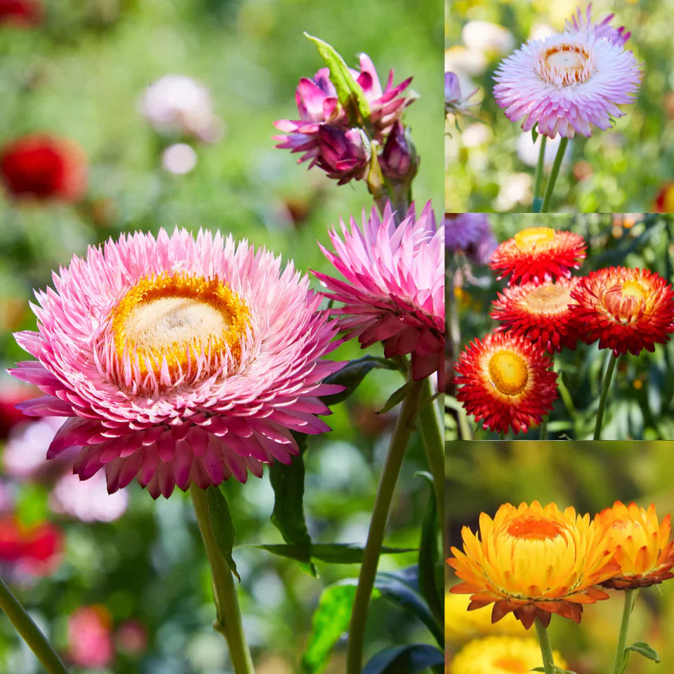 🌺Imported Premium Quality Flower Seeds (Combo Pack of 20 Different Flower)