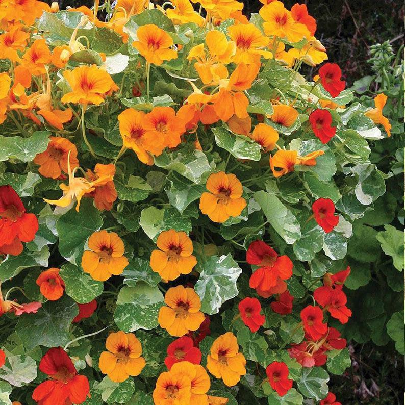 🌺Imported Premium Quality Flower Seeds (Combo Pack of 20 Different Flower)