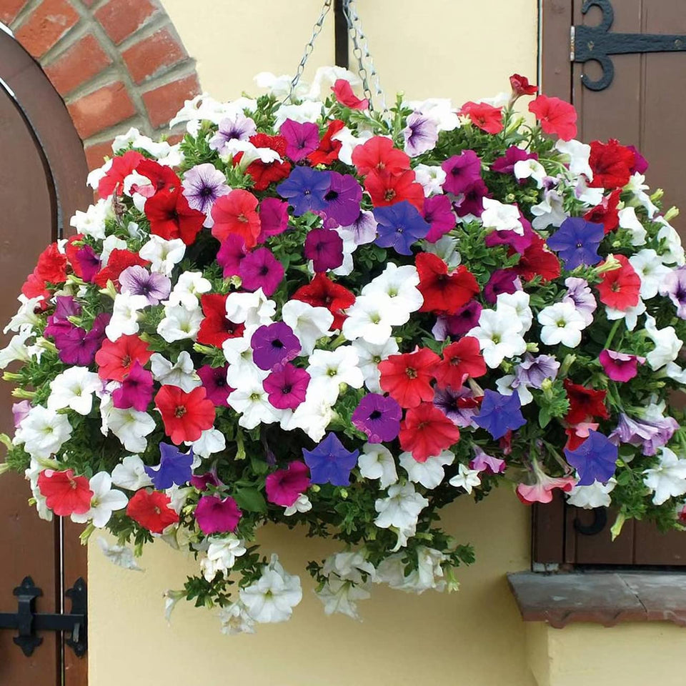 🌺Imported Premium Quality Flower Seeds (Combo Pack of 20 Different Flower)