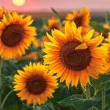 🌺Imported Premium Quality Flower Seeds (Combo Pack of 20 Different Flower)