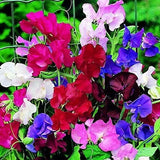🌺Imported Premium Quality Flower Seeds (Combo Pack of 20 Different Flower)