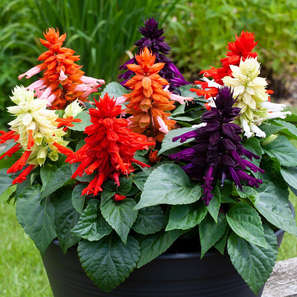 🌺Imported Premium Quality Flower Seeds (Combo Pack of 20 Different Flower)