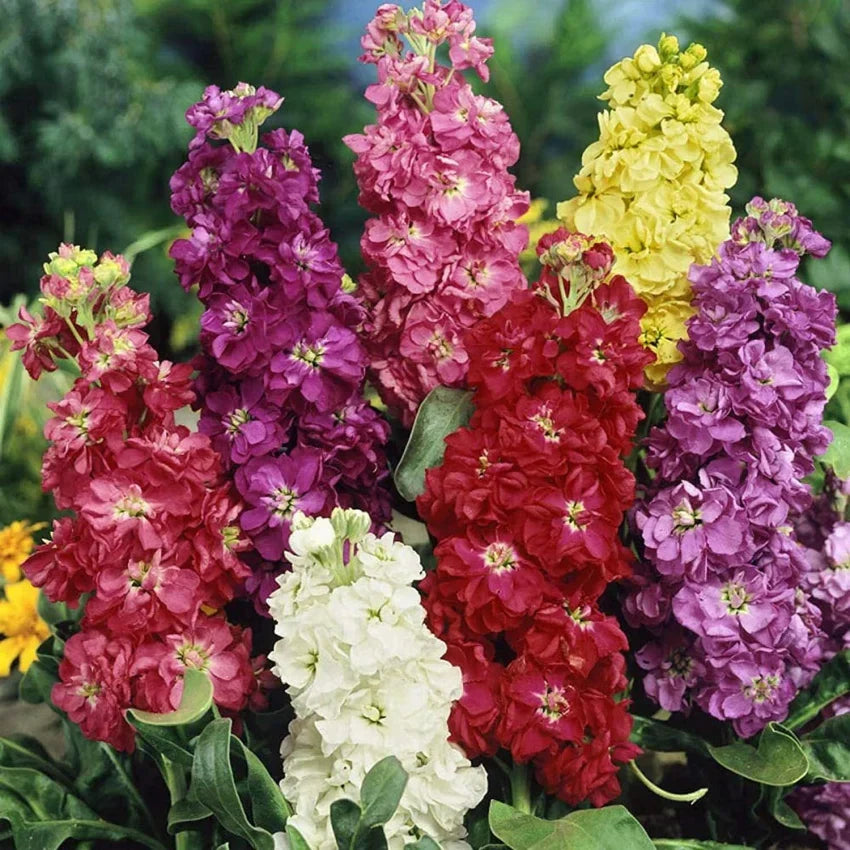 🌺Imported Premium Quality Flower Seeds (Combo Pack of 20 Different Flower)