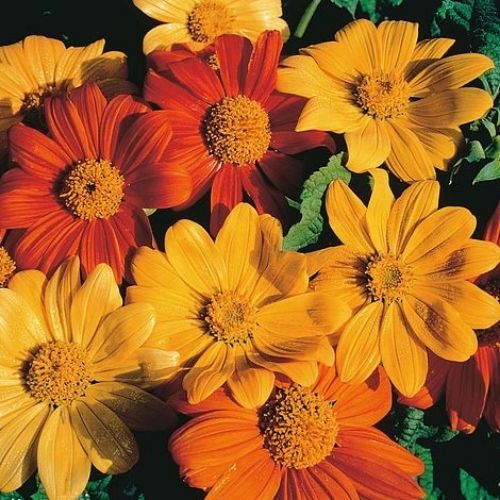 🌺Imported Premium Quality Flower Seeds (Combo Pack of 20 Different Flower)