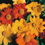 🌺Imported Premium Quality Flower Seeds (Combo Pack of 20 Different Flower)