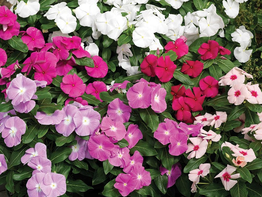 🌺Imported Premium Quality Flower Seeds (Combo Pack of 20 Different Flower)