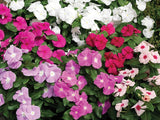 🌺Imported Premium Quality Flower Seeds (Combo Pack of 20 Different Flower)