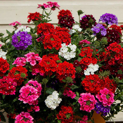 🌺Imported Premium Quality Flower Seeds (Combo Pack of 20 Different Flower)
