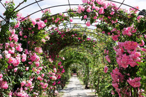 🌺Imported Premium Elegant Climbing Rose Flower Seeds