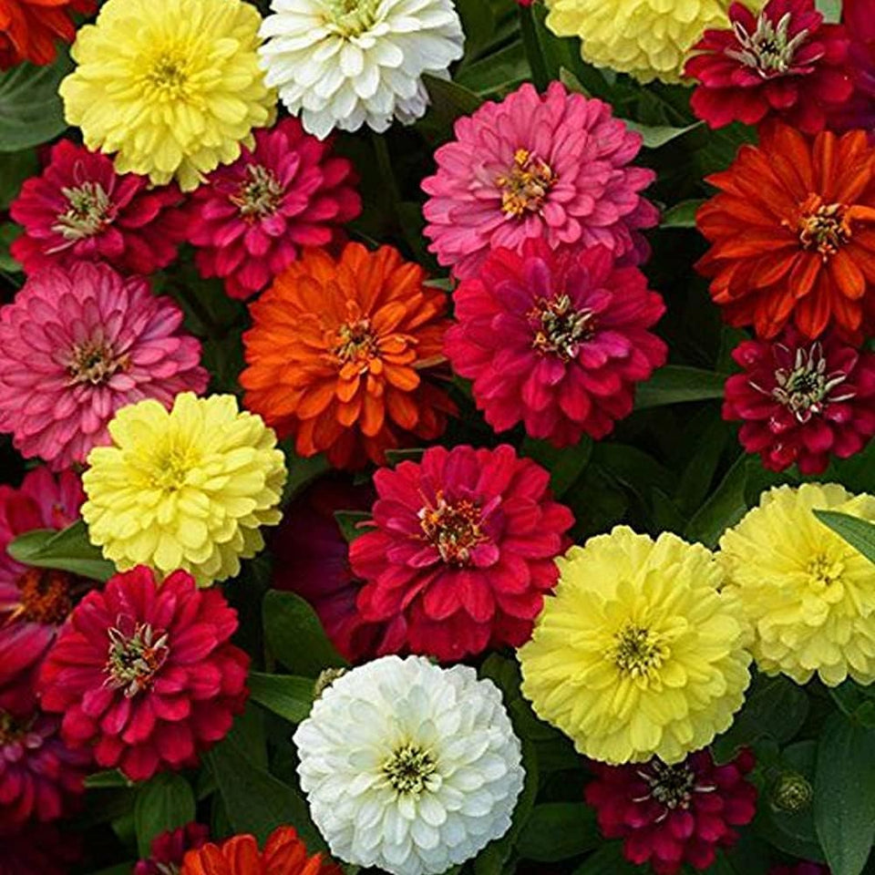 🌺Imported Premium Quality Flower Seeds (Combo Pack of 20 Different Flower)
