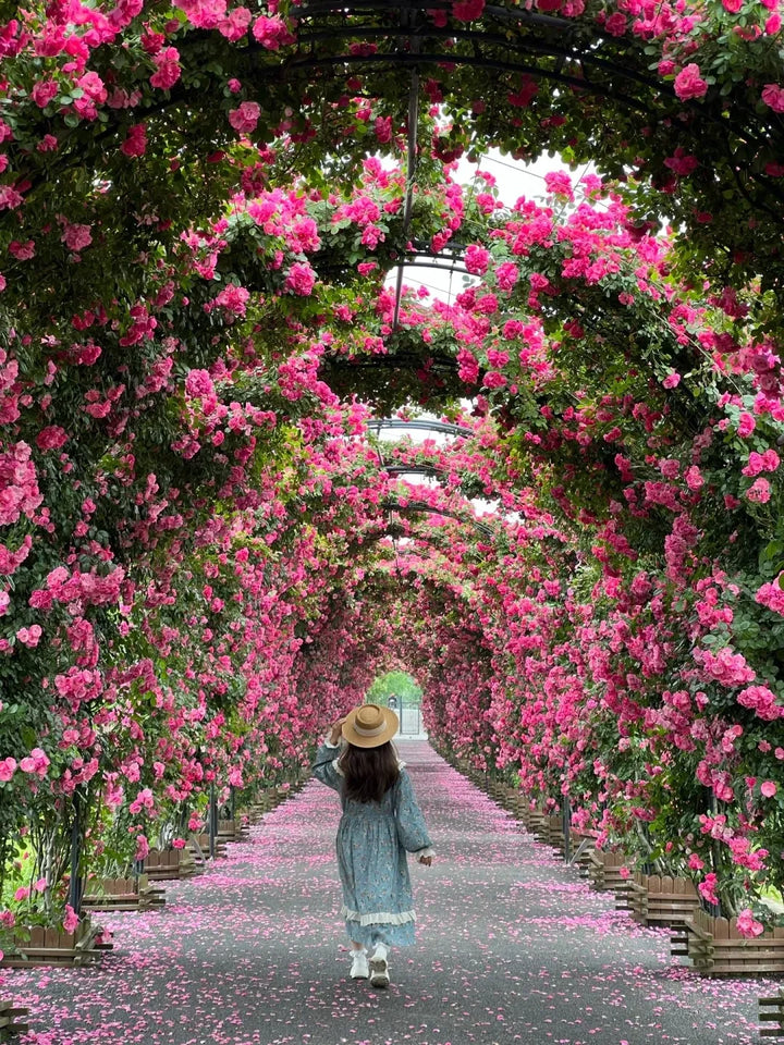 🌺Imported Premium Elegant Climbing Rose Flower Seeds