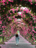 🌺Imported Premium Elegant Climbing Rose Flower Seeds