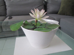 Premium Lotus Flower Seeds